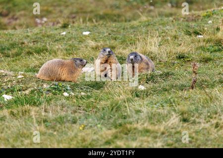 18. September 2024, Italien, Auronzo Di Cadore: Eine Familie alpiner Murmeltiere sitzt am 18. September 2024 auf einer Wiese in ihrem natürlichen Lebensraum in den Sexten Dolomiten im Naturpark drei Zinnen in der Nähe von Auronzo di Cadore (Provinz Belluno, Italien). Murmeltiere (Marmota), auch bekannt als Munggen in der Schweiz und Mankei in Oberbayern und dem benachbarten Salzburg, sind eine Gattung von echten Bodenhörnchen (Marmotini), die in Eurasien und Nordamerika vorkommen. Das Alpenmurmeltier (Marmota marmota), auch bekannt als Mankei oder Murmel in Süddeutschland und Österreich oder Mungg in der Schweiz, ist ein Nagetier, das besonders bekannt ist Stockfoto