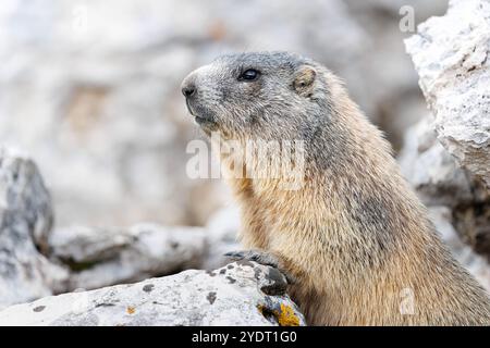 18. September 2024, Italien, Auronzo Di Cadore: Ein alpines Murmeltier blickt am 18. September 2024 aus einer Höhle in seinem natürlichen Lebensraum in den Sexten Dolomiten im Naturpark drei Zinnen in der Nähe von Auronzo di Cadore (Provinz Belluno, Italien). Murmeltiere (Marmota), auch bekannt als Munggen in der Schweiz und Mankei in Oberbayern und dem benachbarten Salzburg, sind eine Gattung von echten Bodenhörnchen (Marmotini), die in Eurasien und Nordamerika verbreitet sind. Das Alpenmurmeltier (Marmota marmota), in Süddeutschland und Österreich auch als Mankei oder Murmel oder in der Schweiz als Mungg bekannt, ist ein besonders wichtiges Nagetier Stockfoto