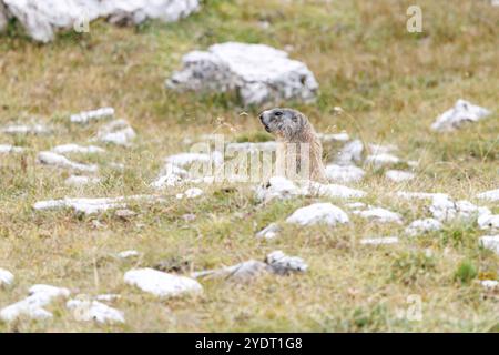 18. September 2024, Italien, Auronzo Di Cadore: Ein alpines Murmeltier steht am 18. September 2024 auf seinen Hinterbeinen in seinem natürlichen Lebensraum in den Sexten-Dolomiten im Naturpark drei Zinnen in der Nähe von Auronzo di Cadore (Provinz Belluno, Italien). Murmeltiere (Marmota), auch bekannt als Munggen in der Schweiz und Mankei in Oberbayern und dem benachbarten Salzburg, sind eine Gattung von echten Bodenhörnchen (Marmotini), die in Eurasien und Nordamerika verbreitet sind. Das Alpenmurmeltier (Marmota marmota), auch bekannt als Mankei oder Murmel in Süddeutschland und Österreich oder Mungg in der Schweiz, ist ein besonderes Nagetier Stockfoto