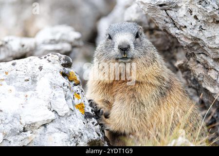 18. September 2024, Italien, Auronzo Di Cadore: Ein alpines Murmeltier blickt am 18. September 2024 aus einer Höhle in seinem natürlichen Lebensraum in den Sexten Dolomiten im Naturpark drei Zinnen in der Nähe von Auronzo di Cadore (Provinz Belluno, Italien). Murmeltiere (Marmota), auch bekannt als Munggen in der Schweiz und Mankei in Oberbayern und dem benachbarten Salzburg, sind eine Gattung von echten Bodenhörnchen (Marmotini), die in Eurasien und Nordamerika verbreitet sind. Das Alpenmurmeltier (Marmota marmota), in Süddeutschland und Österreich auch als Mankei oder Murmel oder in der Schweiz als Mungg bekannt, ist ein besonders wichtiges Nagetier Stockfoto