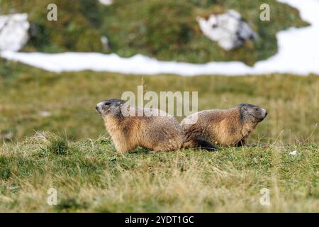 18. September 2024, Italien, Auronzo Di Cadore: Zwei Alpenmurmeltiere sitzen am 18. September 2024 auf einer Wiese in ihrem natürlichen Lebensraum in den Sexten Dolomiten im Naturpark drei Zinnen in der Nähe von Auronzo di Cadore (Provinz Belluno, Italien). Murmeltiere (Marmota), auch bekannt als Munggen in der Schweiz und Mankei in Oberbayern und dem benachbarten Salzburg, sind eine Gattung von echten Bodenhörnchen (Marmotini), die in Eurasien und Nordamerika vorkommen. Das Alpenmurmeltier (Marmota marmota), auch bekannt als Mankei oder Murmel in Süddeutschland und Österreich oder Mungg in der Schweiz, ist ein Nagetier, das besonders häufig in der Th vorkommt Stockfoto