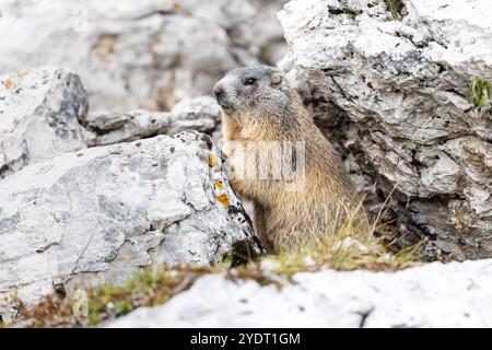 18. September 2024, Italien, Auronzo Di Cadore: Ein alpines Murmeltier blickt am 18. September 2024 aus einer Höhle in seinem natürlichen Lebensraum in den Sexten Dolomiten im Naturpark drei Zinnen in der Nähe von Auronzo di Cadore (Provinz Belluno, Italien). Murmeltiere (Marmota), auch bekannt als Munggen in der Schweiz und Mankei in Oberbayern und dem benachbarten Salzburg, sind eine Gattung von echten Bodenhörnchen (Marmotini), die in Eurasien und Nordamerika verbreitet sind. Das Alpenmurmeltier (Marmota marmota), in Süddeutschland und Österreich auch als Mankei oder Murmel oder in der Schweiz als Mungg bekannt, ist ein besonders wichtiges Nagetier Stockfoto