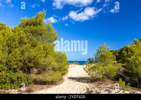 Kiefern in den Dünen bei Cala Mesquida, Insel Mallorca, Spanien Stockfoto