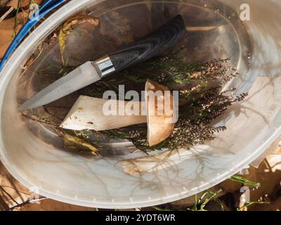 Porcini Pilz, Heidekraut und Küchenmesser in einem Eimer auf dem Waldboden, horizontal direkt über Nahaufnahme Stockfoto