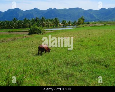 Thailändische Kuh, die auf dem grünen Feld steht und weidet, Vieh in Thailand Stockfoto