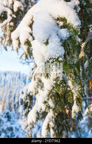 Fichtenzweige mit Kiefernnadeln und Schnee Stockfoto