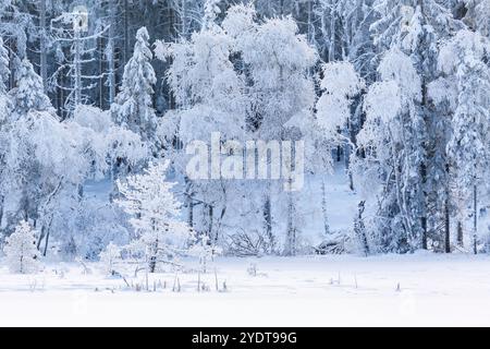 Moor mit Frost und Schnee am Waldrand Stockfoto