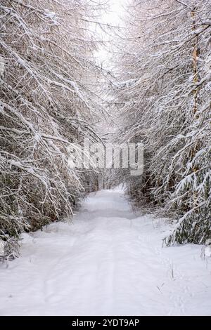 Weg mit verschneiten Lärchenzweigen Stockfoto