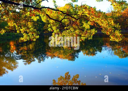 Ein Baum mit leuchtenden Herbstblättern, die über dem See hängen. Malerischer Blick auf den See im Stadtpark während der Herbstsaison Stockfoto