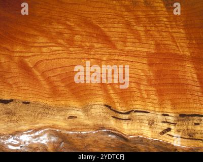 Körner des Zelkova-Baumes Stockfoto