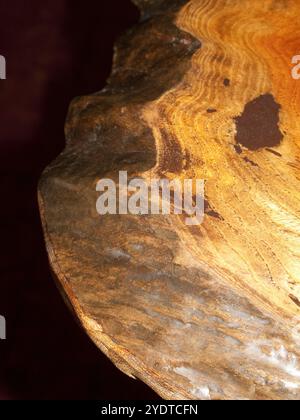 Körner des Zelkova-Baumes Stockfoto