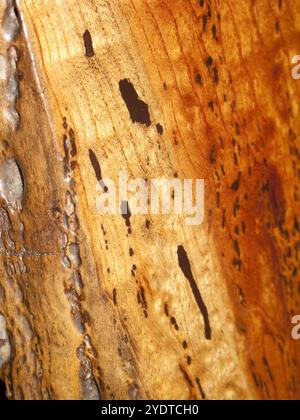 Körner des Zelkova-Baumes Stockfoto