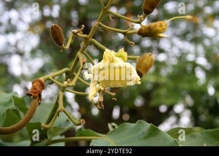 Katsagon (Fernandoa adenophylla) Knospen und Blüte auf einem Baum. Stockfoto