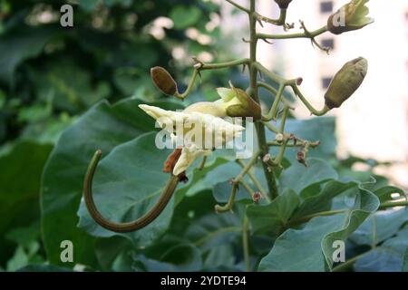 Katsagon (Fernandoa adenophylla) Knospen und Blüte auf einem Baum. Stockfoto