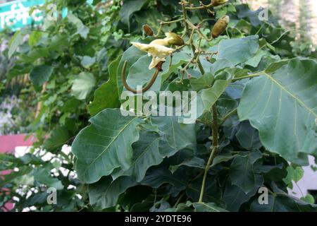 Katsagon (Fernandoa adenophylla) Knospen und Blüte auf einem Baum. Stockfoto