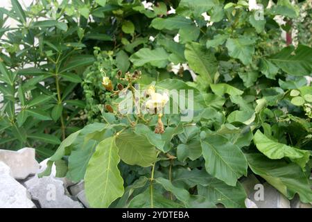 Katsagon (Fernandoa adenophylla) Knospen und Blüte auf einem Baum. Stockfoto