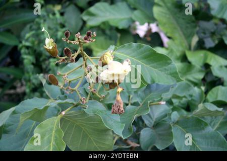 Katsagon (Fernandoa adenophylla) Knospen und Blüte auf einem Baum. Stockfoto