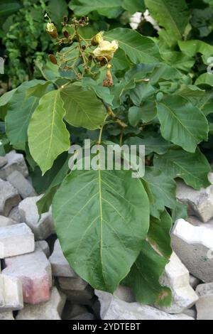 Katsagon (Fernandoa adenophylla) Knospen und Blüte auf einem Baum. Stockfoto