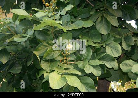 Katsagon (Fernandoa adenophylla) Knospen und Blüte auf einem Baum. Stockfoto