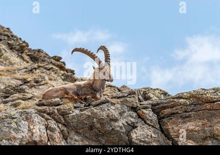 Einzelnes alpines Steinbock ruhend, Schweizer Alpen, Schweiz Stockfoto