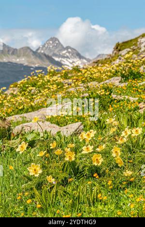 Alpenwiese mit gelber Bergnelkenwurzel Wildblumen in den Schweizer Alpen, Engadin, Graubünden, Schweiz Stockfoto