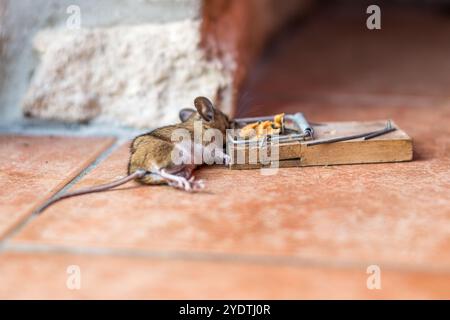 Mausefalle Stockfoto