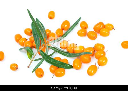 Früchte des Sanddorns. Latein, Hippophae, isoliert auf weißem Hintergrund Stockfoto