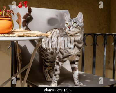 Reinrassige junge bengalische Katze posiert auf einem sonnendurchfluteten Patio Chair Stockfoto