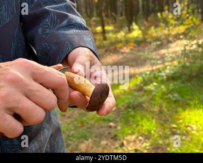 Die Hand einer Frau hält ein Messer und reinigt den Boletus, während sie Pilze im Wald sammelt Stockfoto