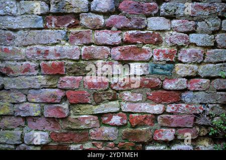 Sehr alte rustikale Wand mit roten Ziegeln und Resten von weißer Farbe. Zwischen den Gelenken wächst eine Pflanze Stockfoto