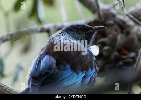 TUI auf einer Verzweigung Stockfoto