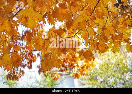 Herbstlaub auf dem Baum Stockfoto