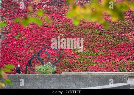 Das Bild vom 21. Oktober zeigt eine der größten britischen Mauern von Boston Evy am Churchill College der Cambridge University, die sich in einem roten Glanz verwandelt hat. Stockfoto