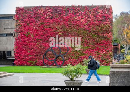 Das Bild vom 21. Oktober zeigt eine der größten britischen Mauern von Boston Evy am Churchill College der Cambridge University, die sich in einem roten Glanz verwandelt hat. Stockfoto