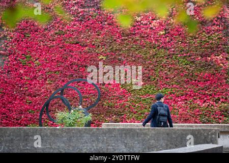 Das Bild vom 21. Oktober zeigt eine der größten britischen Mauern von Boston Evy am Churchill College der Cambridge University, die sich in einem roten Glanz verwandelt hat. Stockfoto