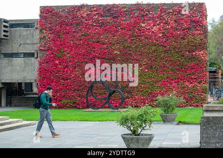 Das Bild vom 21. Oktober zeigt eine der größten britischen Mauern von Boston Evy am Churchill College der Cambridge University, die sich in einem roten Glanz verwandelt hat. Stockfoto