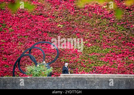 Das Bild vom 21. Oktober zeigt eine der größten britischen Mauern von Boston Evy am Churchill College der Cambridge University, die sich in einem roten Glanz verwandelt hat. Stockfoto