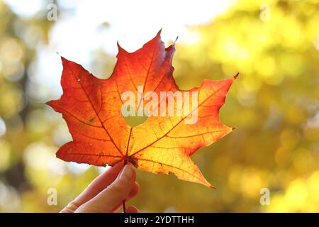 Rotes Ahornblatt mit einem herzförmigen Loch, Nahaufnahme. Herbstlaub. Weibliche Hand, die ein schönes, helles Herbstblatt auf einem verschwommenen natürlichen Rücken hält Stockfoto