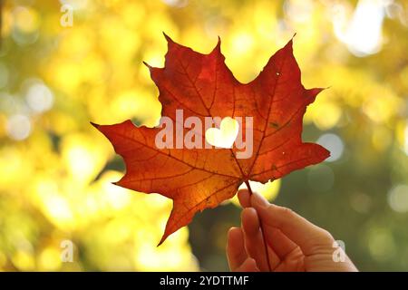 Rotes Ahornblatt mit einem herzförmigen Loch, Nahaufnahme. Herbstlaub. Weibliche Hand, die ein schönes, helles Herbstblatt auf einem verschwommenen natürlichen Rücken hält Stockfoto