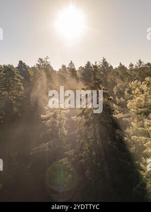 Friedlicher Wald am Morgen Licht beleuchtet von Sonnenstrahlen, Calw, Schwarzwald, Deutschland, Europa Stockfoto