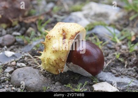 Kastanie mit stacheliger Fruchtschale (Aesculus hippocastanum), Rosskastanie, Kastanien, Bergen, Mecklenburg-Vorpommern, Bundesrepublik Keim Stockfoto