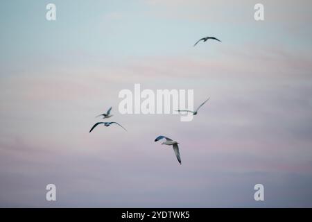 Vogelgruppe, die am farbenfrohen Himmel bei Sonnenuntergang fliegt. Vögel am Himmel. Stockfoto