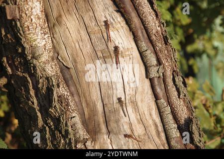 Vagrantendarter (Sympetrum vulgatum), Baumstamm, vier, Sonnenlicht, drei männliche und eine weibliche Libelle, die auf einem Baumstamm sitzt und im Licht ruht Stockfoto