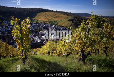 Weinberge, Reben, Weinberge, Weinbau, Herbstfärbung, Herbst, Struempfelbach, Weinstadt, Baden-Wuerttemberg, Deutschland, Europa Stockfoto