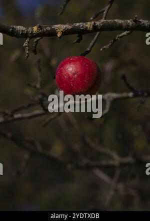 Apfel, rot, hängend am Ast, Herbst, Struempfelbach, Weinstadt, Baden-Württemberg, Deutschland, Europa Stockfoto