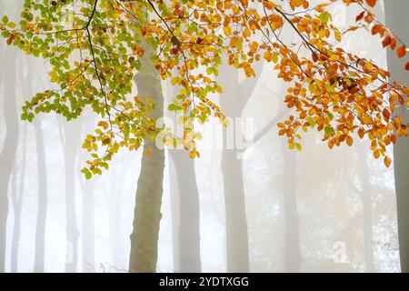 Ein nebeliger und atmosphärischer Herbstwald im Peak District bei Buxton, Derbyshire, Großbritannien Stockfoto