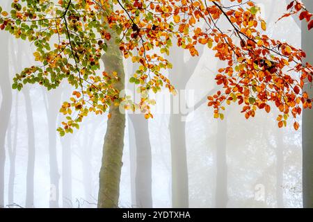 Ein nebeliger und atmosphärischer Herbstwald im Peak District bei Buxton, Derbyshire, Großbritannien Stockfoto