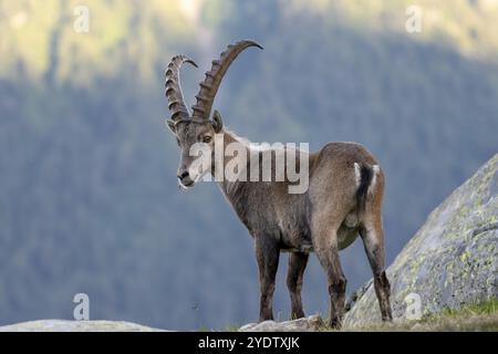 Alpensteinbock (Capra Steinbock), erwachsener männlicher Mann, Mont Blanc Massif, Chamonix, Frankreich, Europa Stockfoto