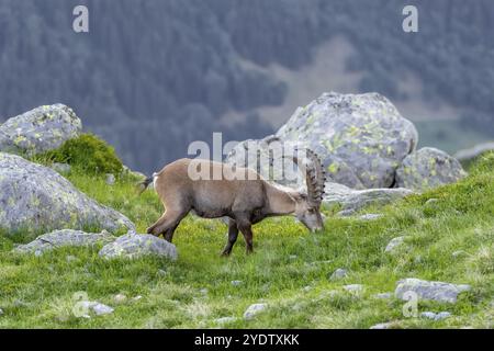 Alpensteinbock (Capra Steinbock), erwachsener männlicher Mann, Weide, Mont Blanc-Massiv, Chamonix, Frankreich, Europa Stockfoto