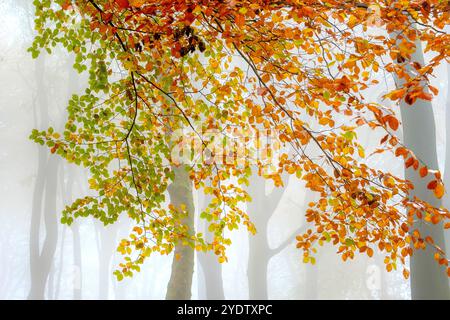 Ein nebeliger und atmosphärischer Herbstwald im Peak District bei Buxton, Derbyshire, Großbritannien Stockfoto